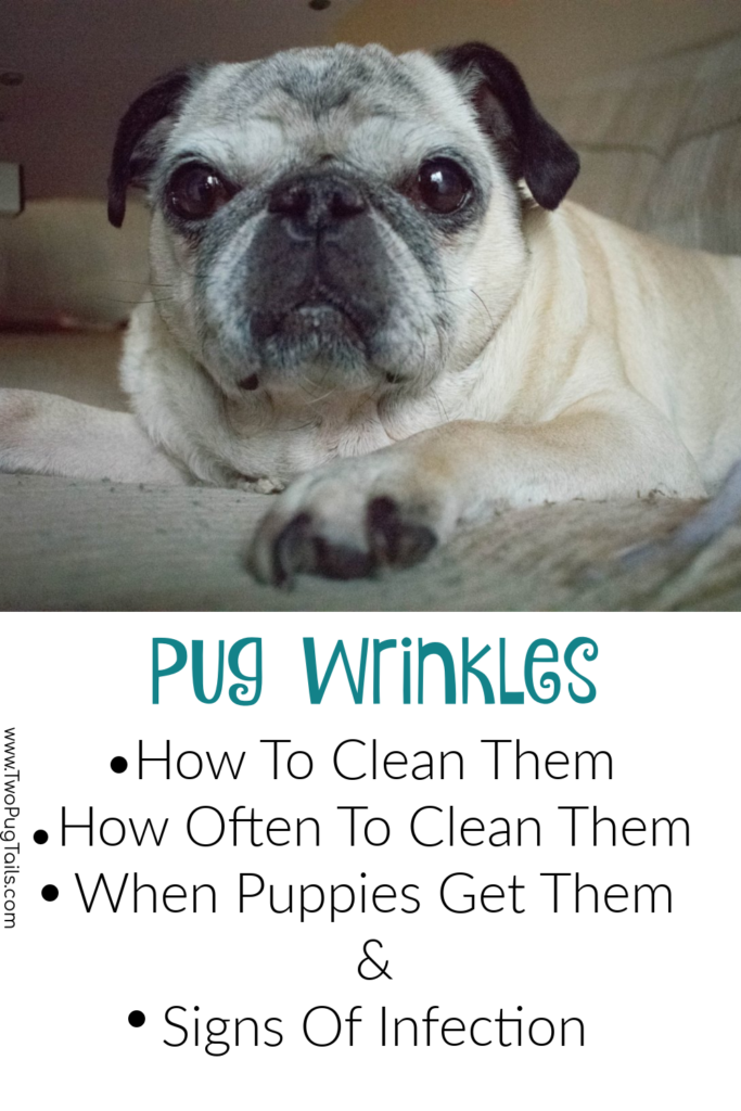 pug wrinkles - how to clean pug's face wrinkles, signs of infection, when pug puppies get wrinkles, how often to clean pug wrinkles