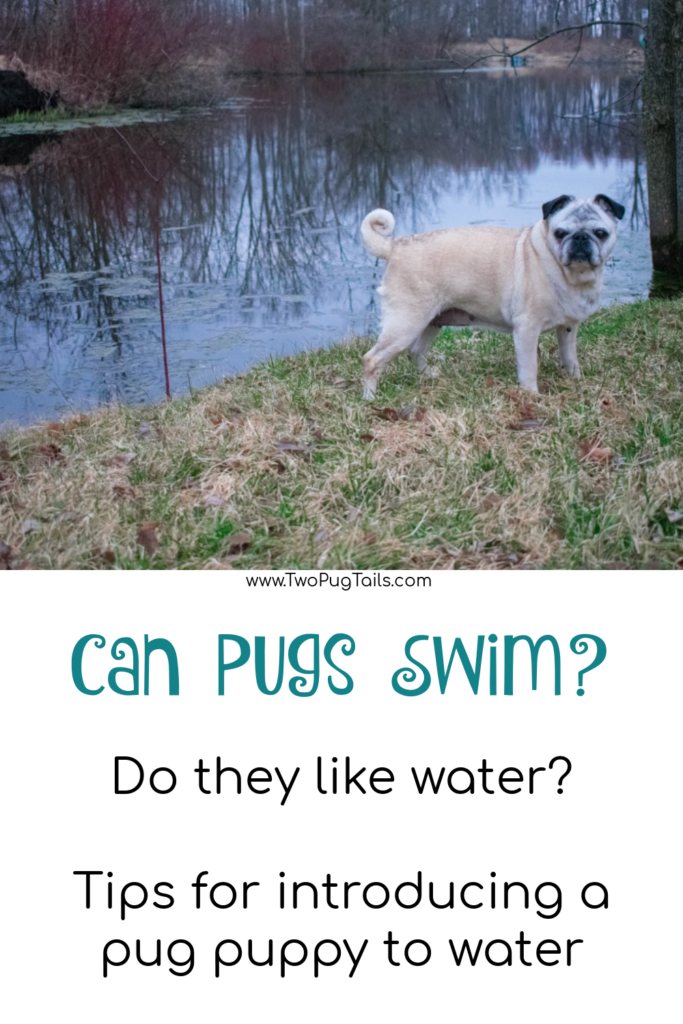 Can pugs swim? Do pugs like water? Best way to introduce a pug puppy to water. 