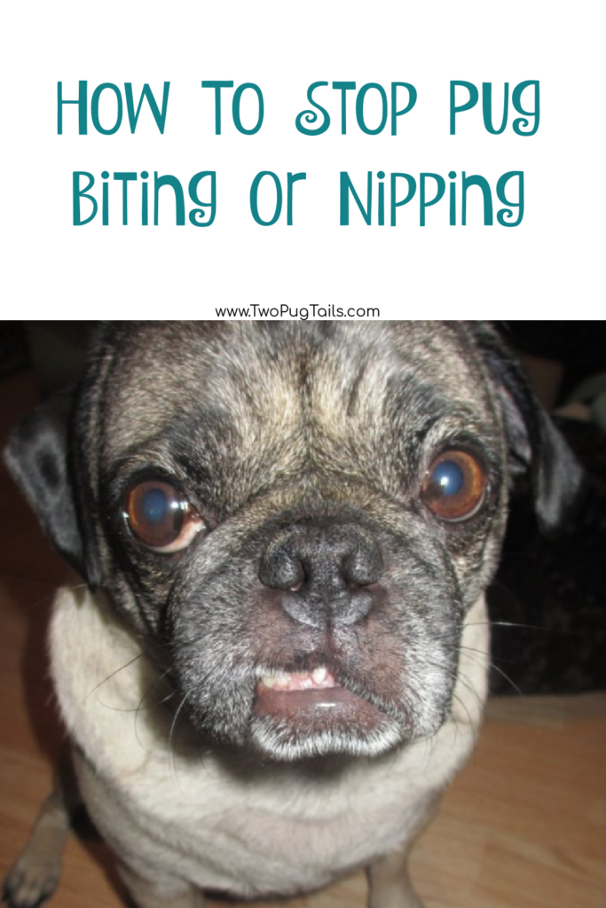 pug biting or nipping - how to get your pug puppy to stop biting 