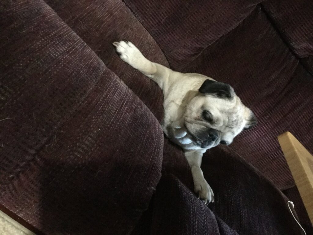 Pug stuck in the couch