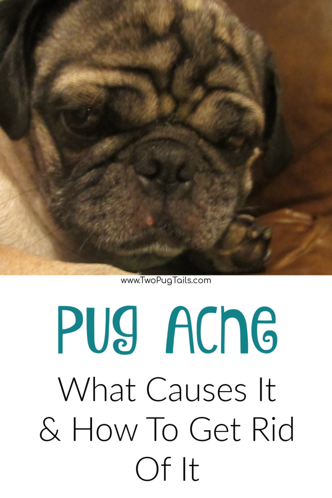 Pug acne - what causes it and how to get rid of it