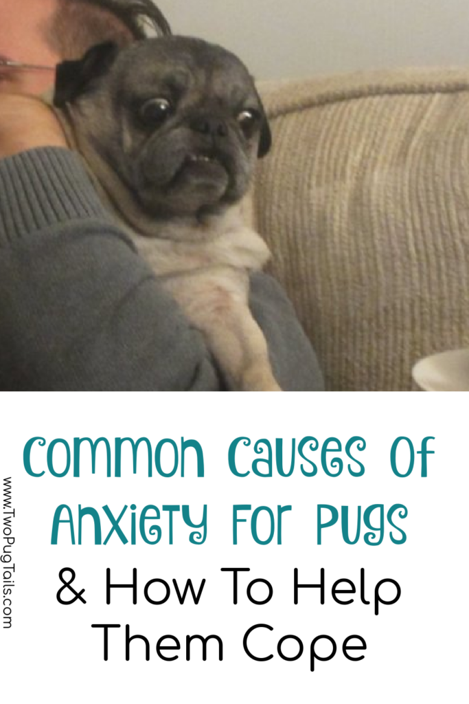 Pug anxiety causes and how to help them cope 