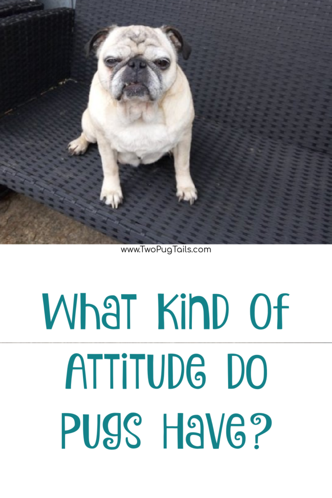 What kind of attitude do pugs have?