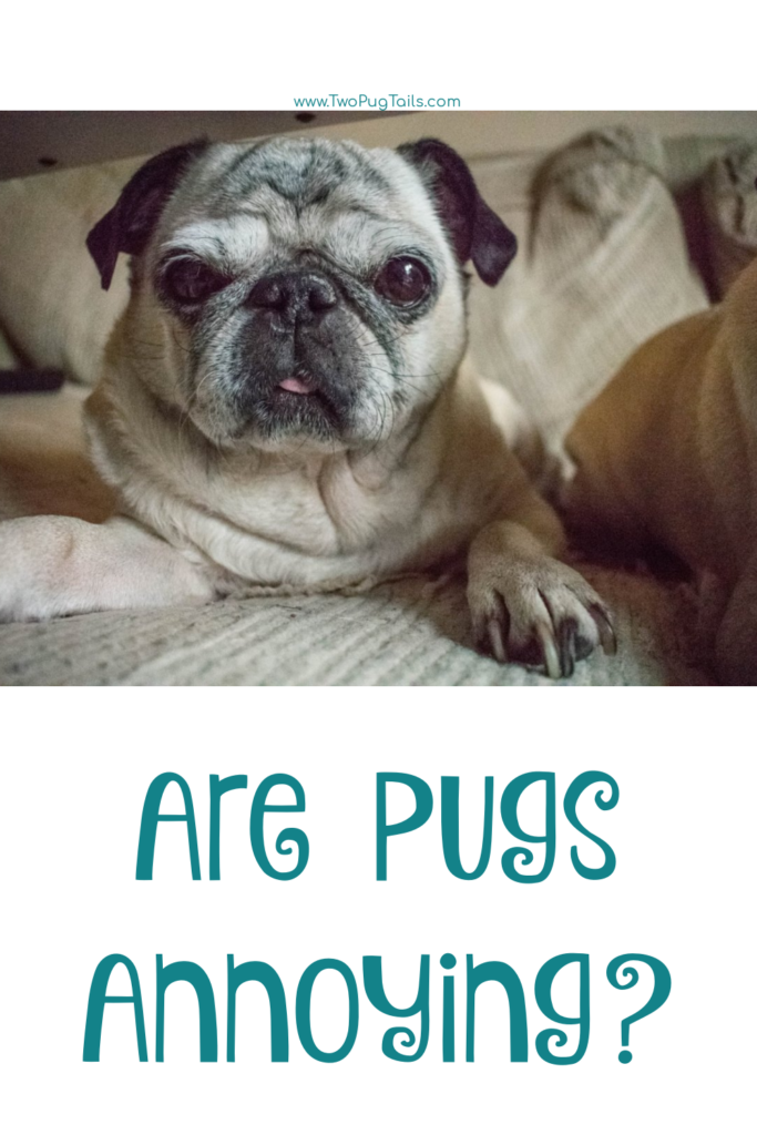 Pug Behaviors Archives - Two Pug Tails