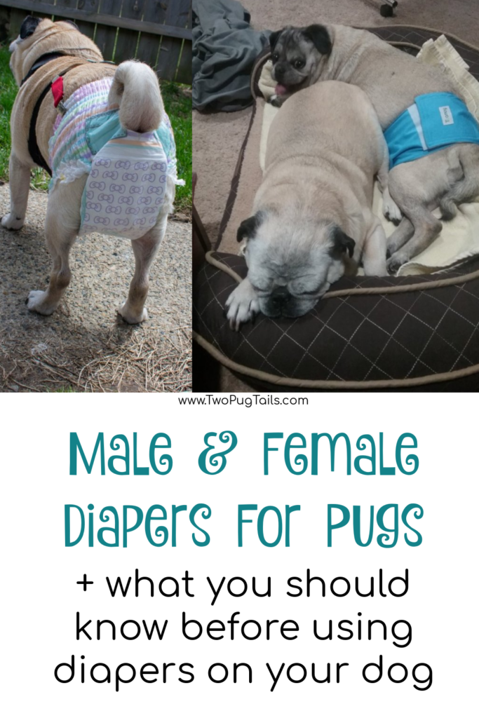 Male and female diapers that fit pugs. Plus, what you should know before you resort to diapers for your dog!