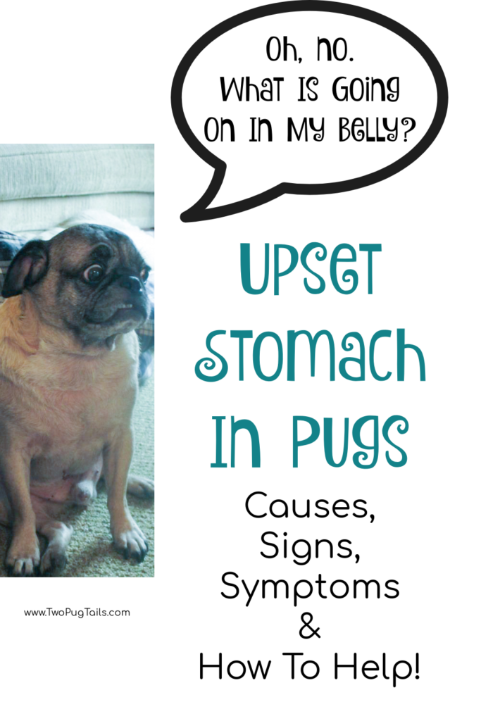 Does your pug have an upset stomach? Learn the common causes of upset stomach in pugs, as well as signs, symptoms and tips for how to help!