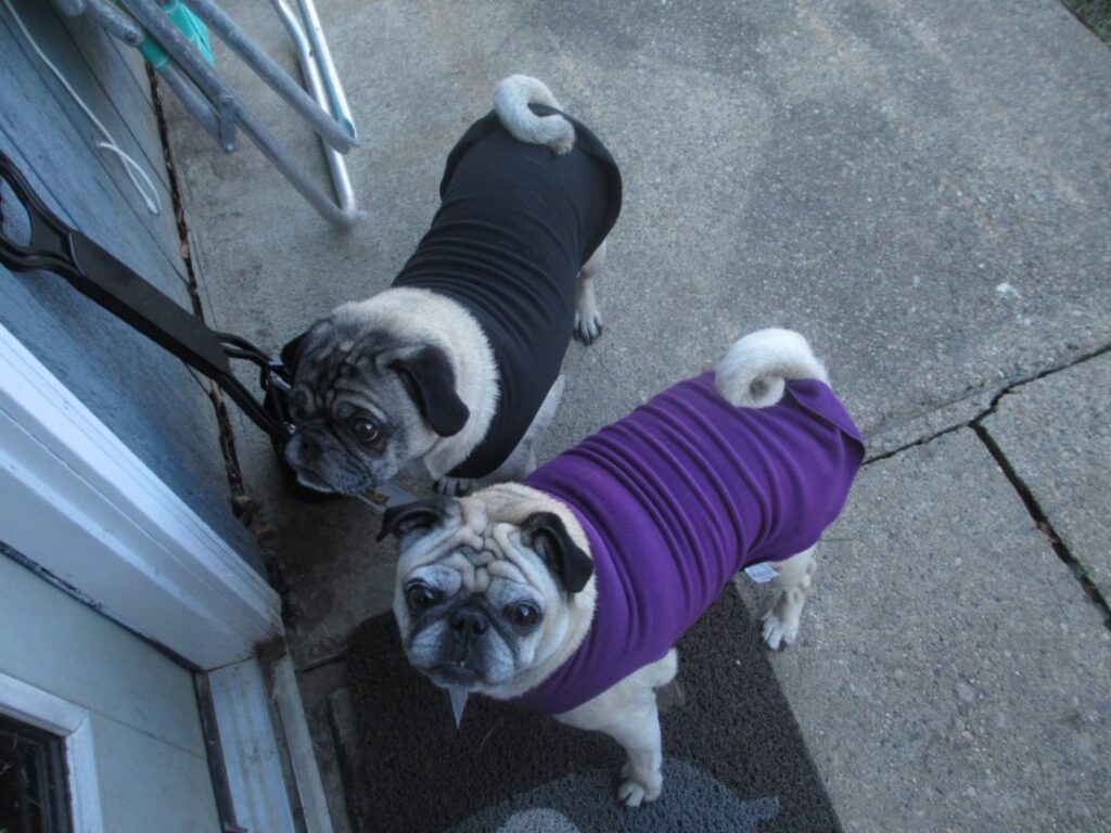 Senior pugs wearing sweaters