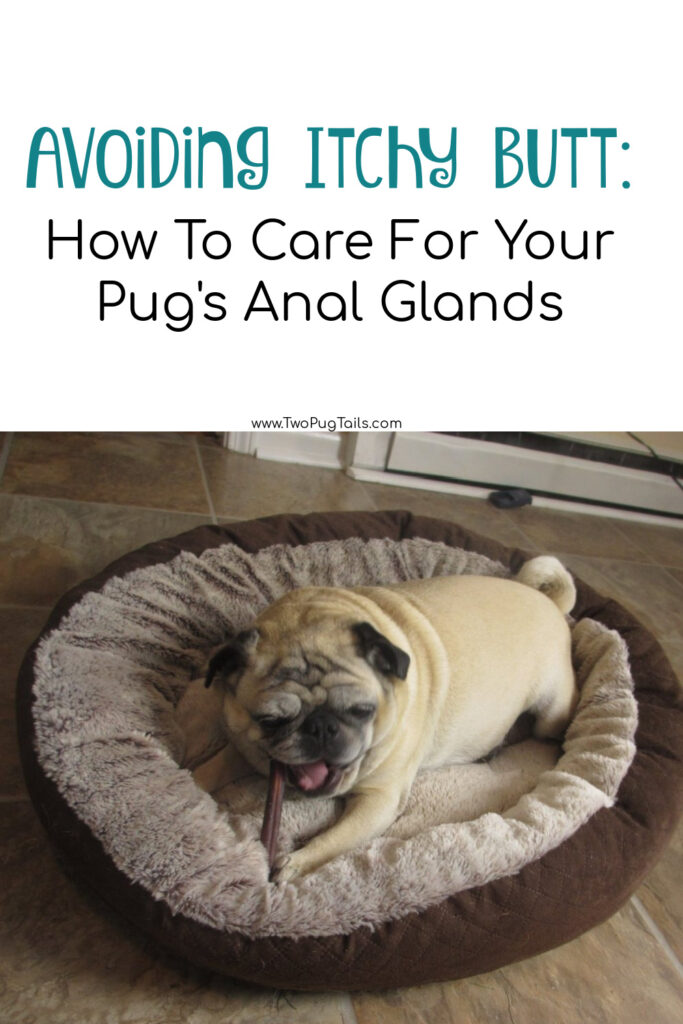 Itchy pug butt - how to take care of your pug's anal glands