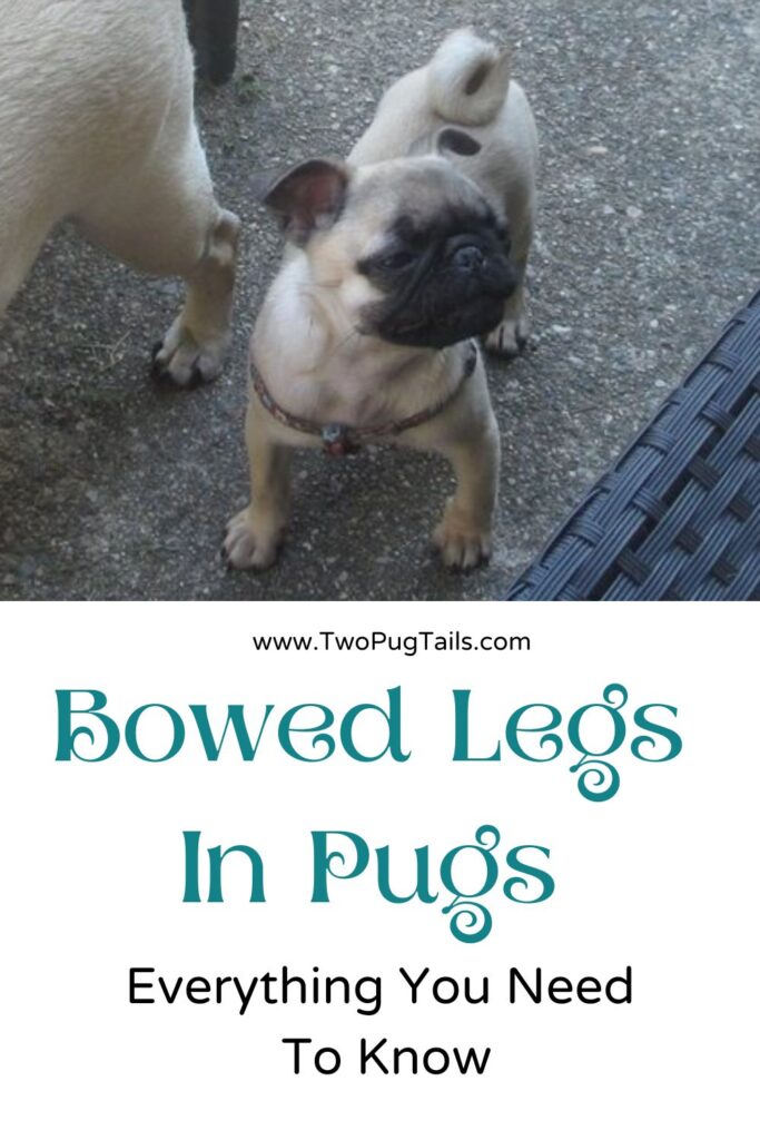 Bowed legs in pugs. Is it normal, can it be fixed, when to be concerned and more. 