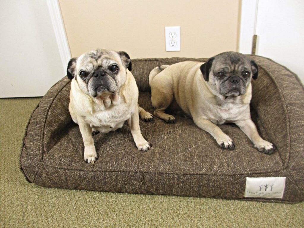beans and frank two fawn pugs 