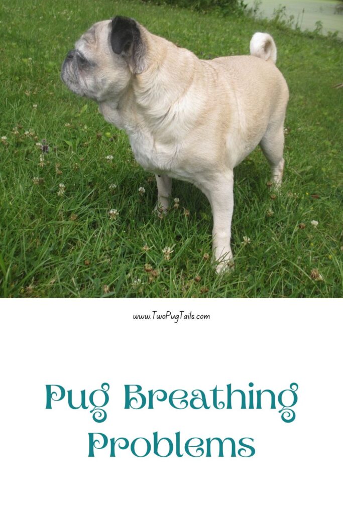 Pug breathing problems. Common pug diagnosis related to breathing difficulties, how to pick a pug that can breathe well, when to be concerned about your pug dog's breathing